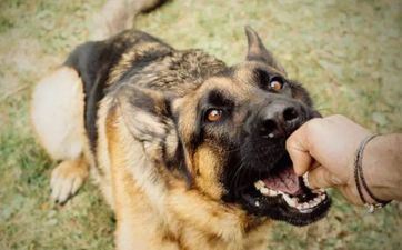 属相属狗2022虎年阴历十二月提亲最好的日子