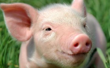 属猪2022年12月提车好日子一览表 属猪2022年12月提车好日子查询