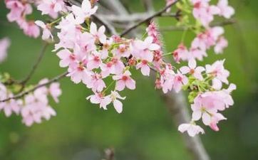 清明节上坟分上下午吗