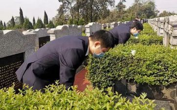 2022清明节做青团的草叫什么