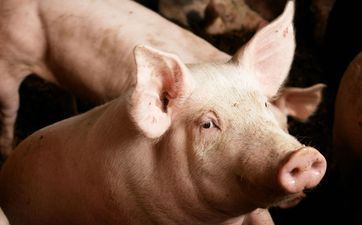 2024年10月20日属相猪五行穿衣攻略