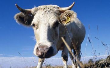 属牛男2022年作业 升职加薪掌握时机