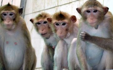 属猴放招财猫会怎么样 招财旺运吉利如意