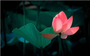 大暑节气艾灸的优点介绍,哪些人不宜艾灸