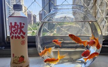 铜钱草的风水效果和摆放忌讳