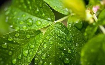雨水时节摄生留意事项，雨水之后是什么节气？