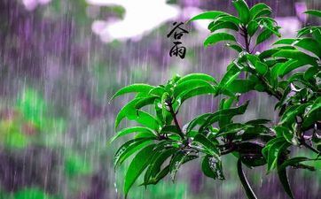 谷雨节气的民间风俗及摄生攻略