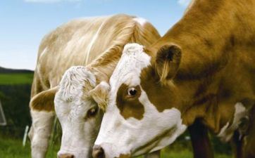 属牛男和属蛇女在床上的体现怎么