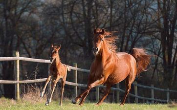 2022年迎来人生转机的属相 属相马重置人生