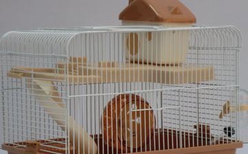 属鼠人做哪种生意最旺最简单挣钱呢 属鼠人做哪种生意最旺最简单挣钱女性