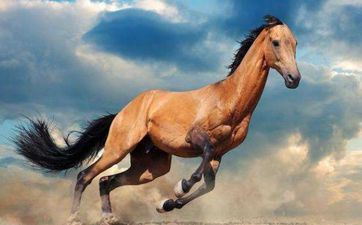 2024年10月21日属相马五行穿衣攻略