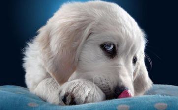 1982年属狗女生是穷薄命吗，82年属狗女几月出世命最好