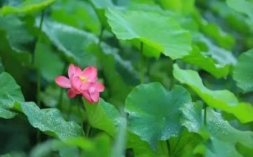 夏至怀孕好吗?2022年夏至怀孕何时生宝宝