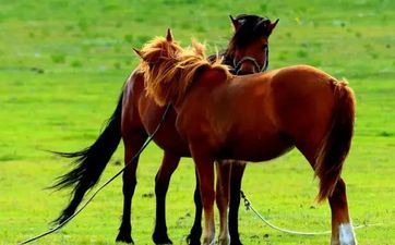 出世在这几月的属相马，是吉上吉，是上辈子祖上积德了！