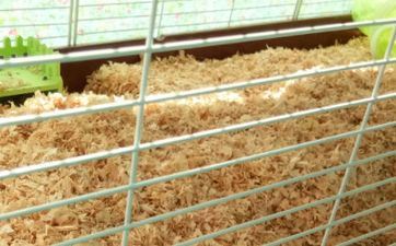 96年属鼠人手机尾号吉利号 旺财旺运富有鼠的手机号码