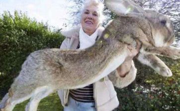 属兔手机尾数为几最好 属相兔选手机号引荐