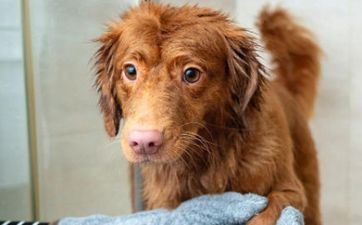 2024年5月28日属相狗五行穿衣攻略