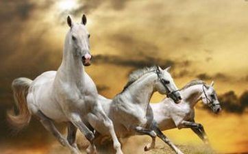 90年属马车商标和字母 90年属马的车牌走运数字