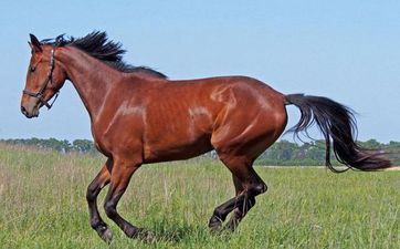 78年属马最佳手机号是什么 78年属马怎么做能旺运