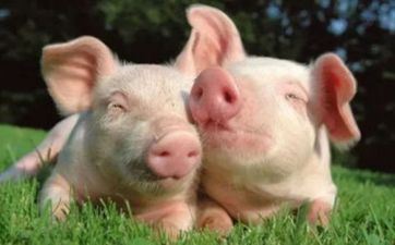 2024年11月14日属相猪五行穿衣攻略