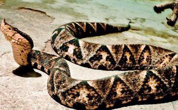 2023年9月2日属相蛇五行穿衣攻略