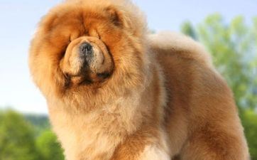 2024年8月9日属相狗五行穿衣攻略