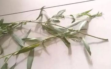 清明节上坟添土有什么讲究和忌讳