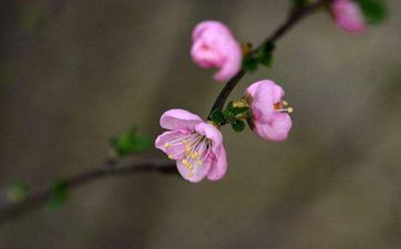 年后初几回娘家