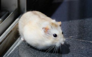 1972年男鼠婚外情何时才干完毕