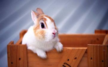 75年属兔人走运车牌号及忌讳的车身色彩