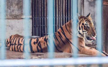 86年属虎女性最难熬的一年