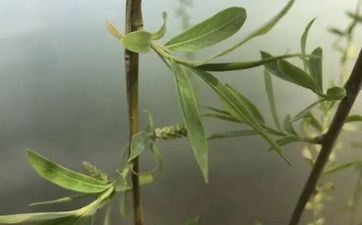 朝鲜白头山赫尔里清明筑高坟风俗