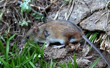 2008属鼠人2025年全年每月运势及运程