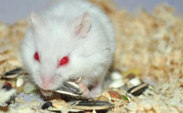 属鼠人2024年终究有什么喜？