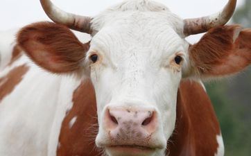 女属牛的属相婚配表大全