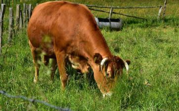 73年属牛人46岁后财气，晚年财力丰盛