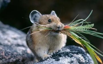 属相鼠和什么属般配 属相鼠和什么属相最配