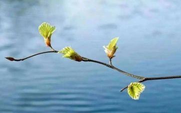 属兔人遇2024龙年好欠好 属兔为什么要远离属龙的人