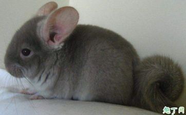 属鼠的人合适开什么店