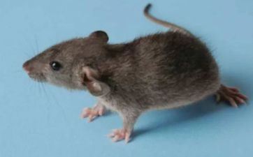 2024年国庆期间属鼠的人运势怎么