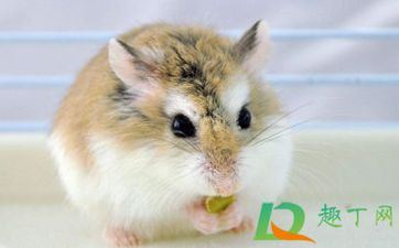 属鼠男是什么类型的老公