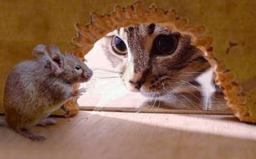 属鼠2024年3月运势及运程