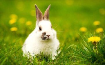 六三年的兔本年每月运程