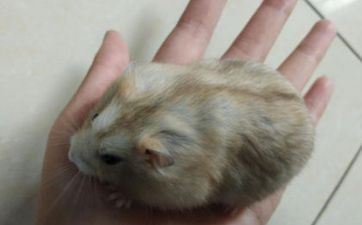 1984属鼠的婚姻和命运