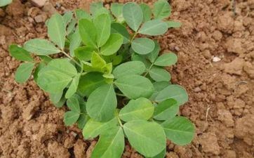 小满节气的意义是什么？小满节气有哪些特色