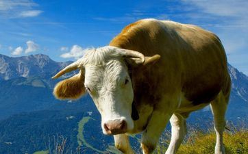 属牛本命年婚姻简单散吗