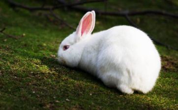 为什么说1987年属兔人命苦