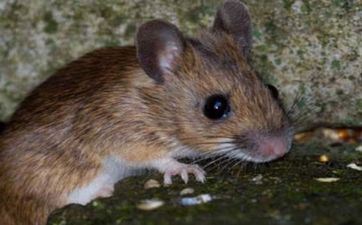 属鼠的人最厌烦什么