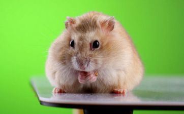 属鼠人2024年财气怎么