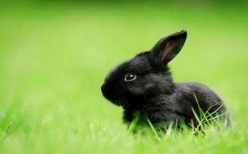 属兔的年份有哪些，剖析不同年份的属兔人性情